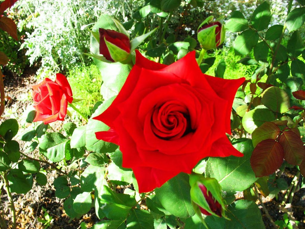 Гостиница Пансионат Орхидея Приветное-155