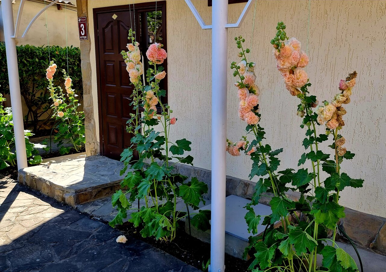 Гостиница Пансионат Орхидея Приветное-143