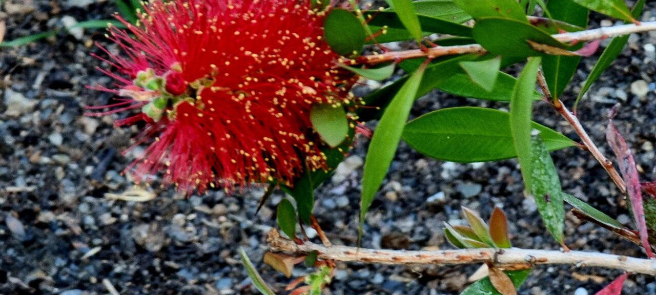 Гостиница Пансионат Орхидея Приветное-86