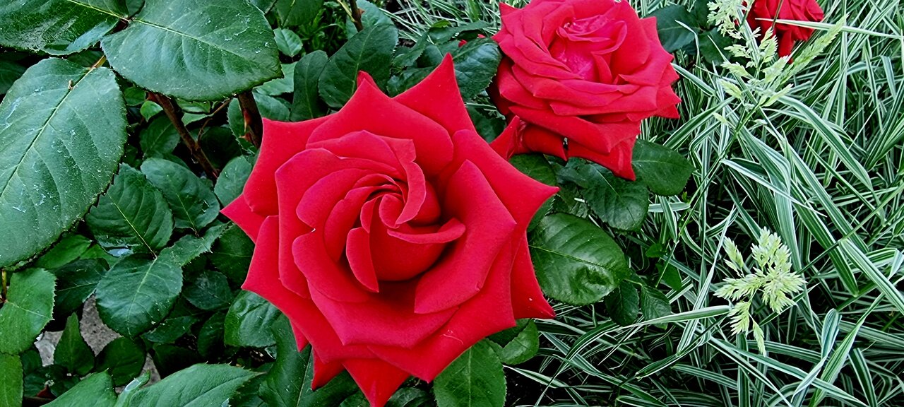 Гостиница Пансионат Орхидея Приветное-253