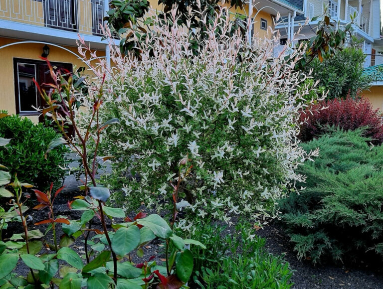 Гостиница Пансионат Орхидея Приветное-216