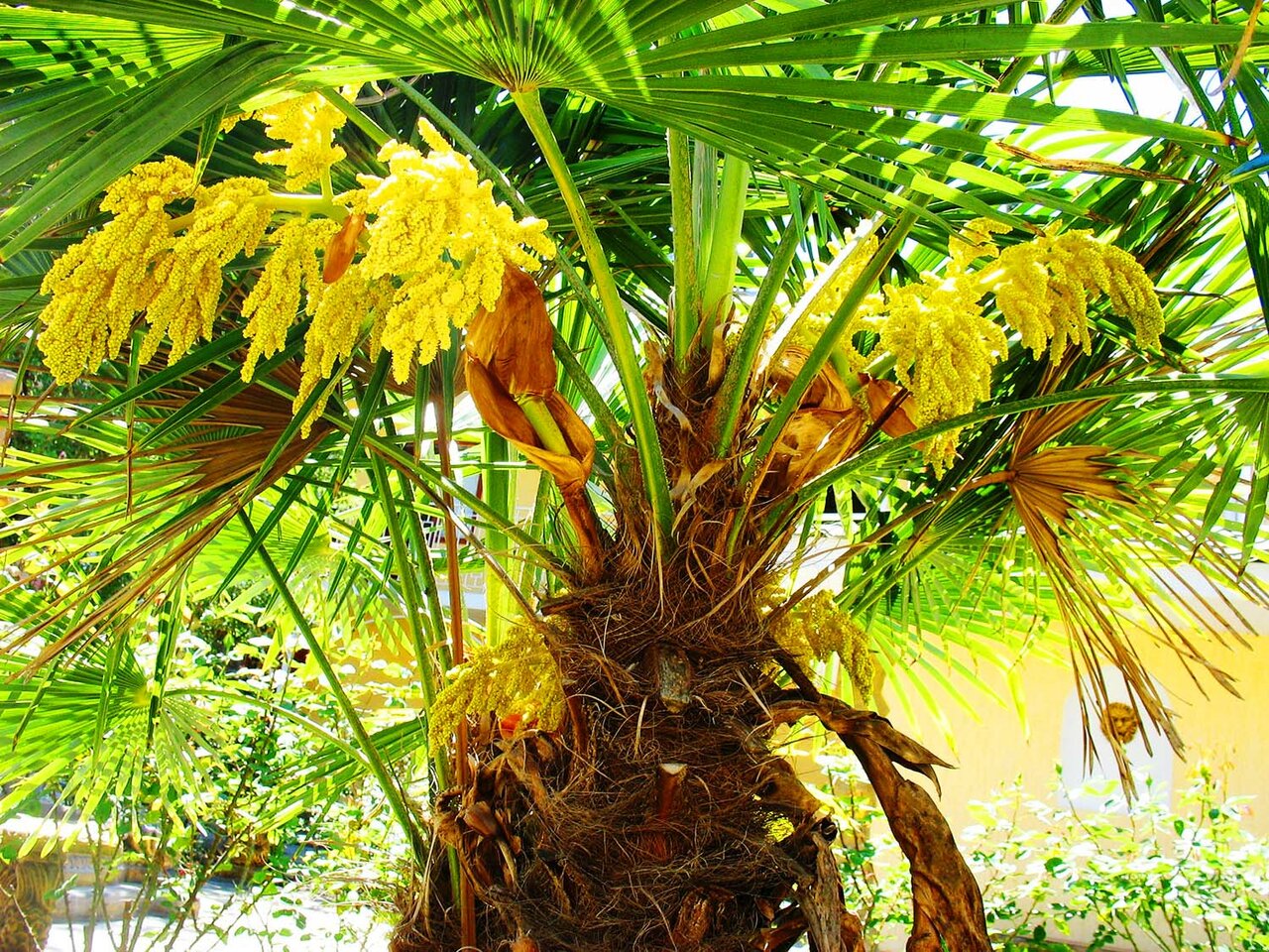 Гостиница Пансионат Орхидея Приветное-15