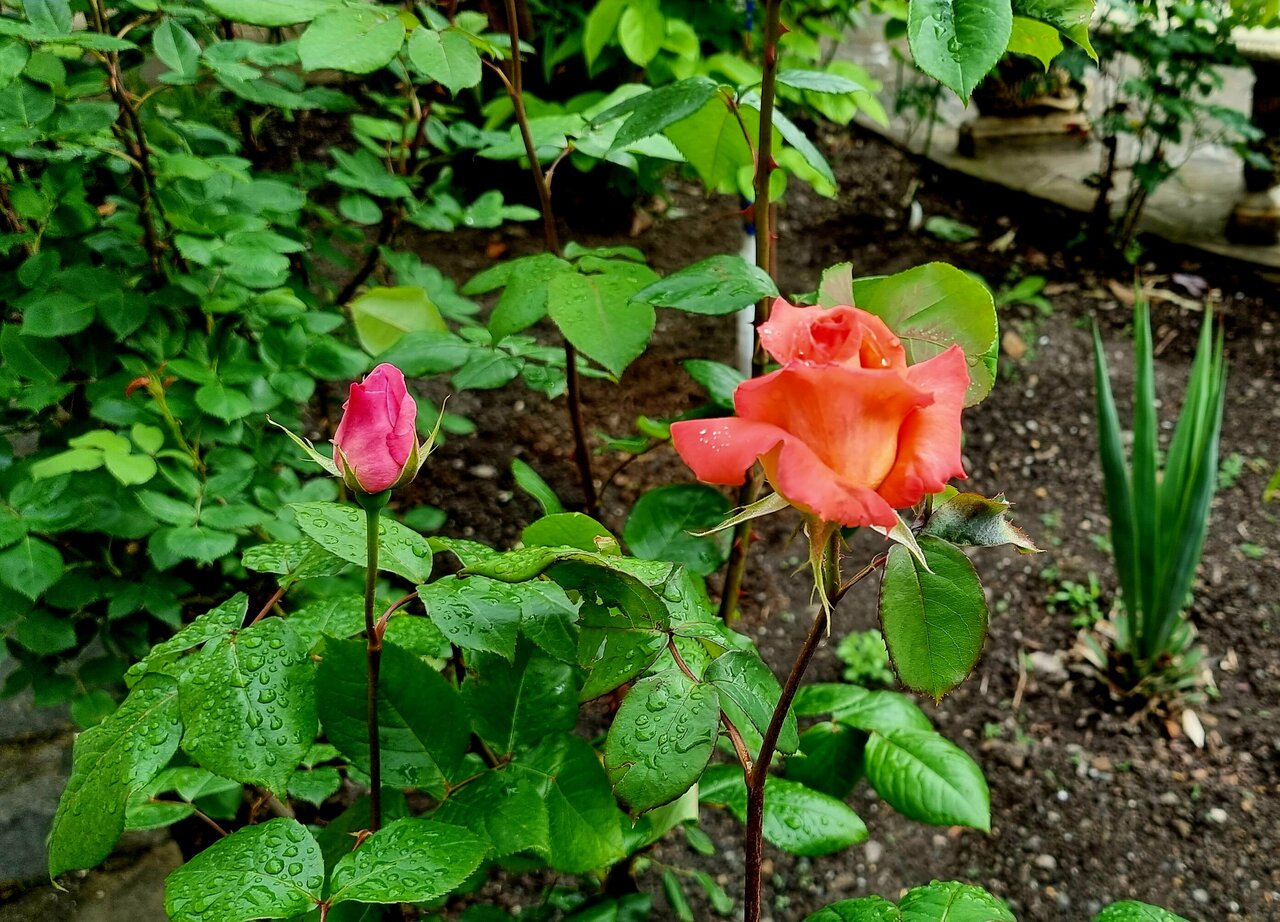 Гостиница Пансионат Орхидея Приветное-239