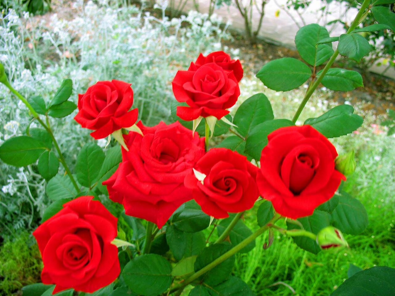 Гостиница Пансионат Орхидея Приветное-19