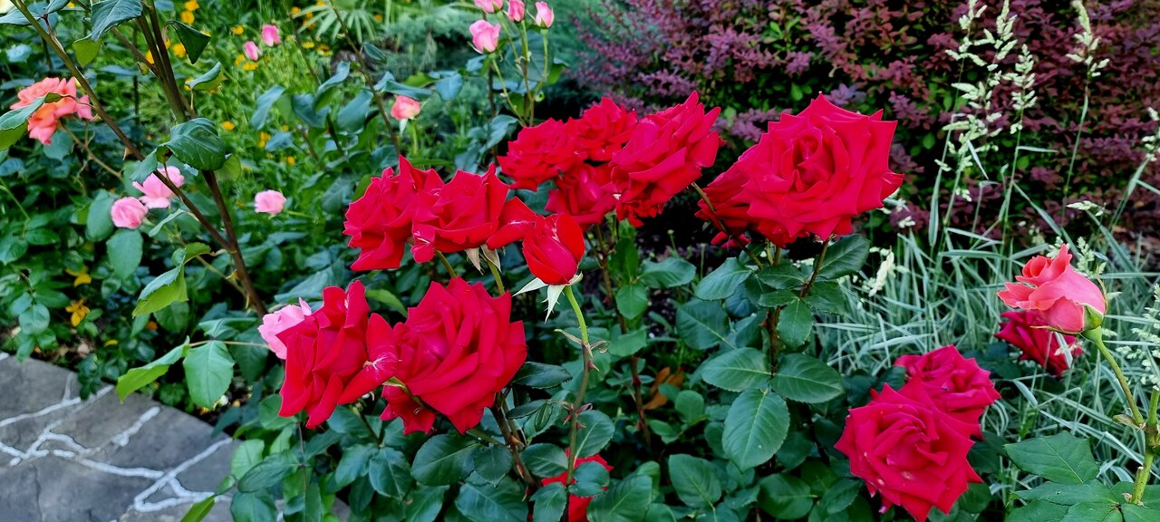 Гостиница Пансионат Орхидея Приветное-151