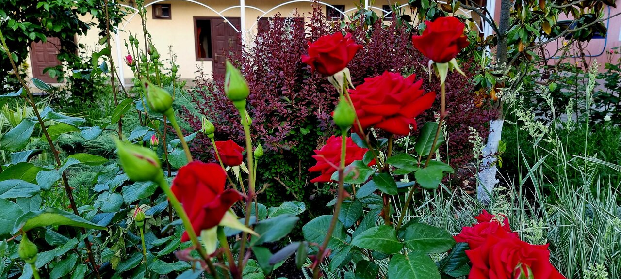 Гостиница Пансионат Орхидея Приветное-248