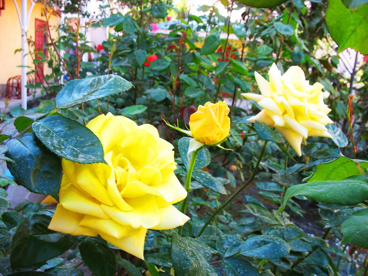 Гостиница Пансионат Орхидея Приветное-18