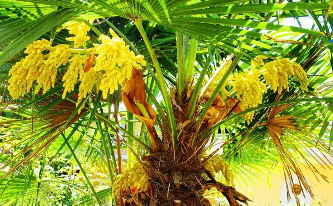 Гостиница Пансионат Орхидея Приветное-207