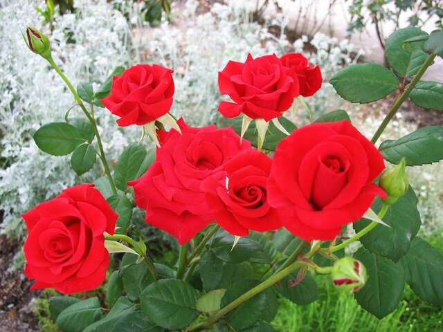 Гостиница Пансионат Орхидея Приветное-19