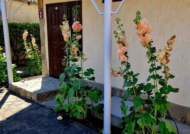 Гостиница Пансионат Орхидея Приветное-142