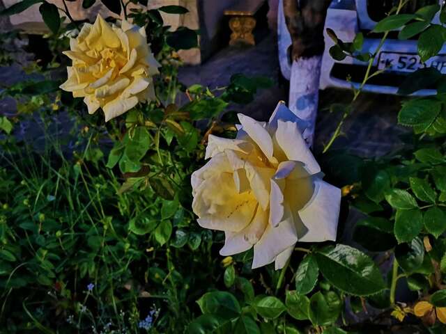 Гостиница Пансионат Орхидея Приветное-13