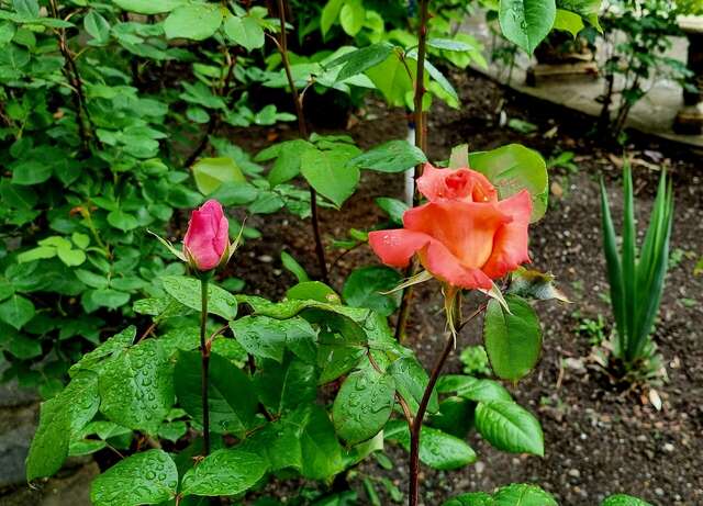 Гостиница Пансионат Орхидея Приветное-238