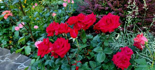 Гостиница Пансионат Орхидея Приветное-150