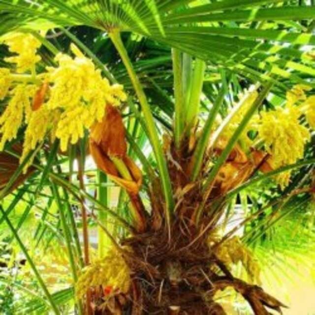 Гостиница Пансионат Орхидея Приветное-158