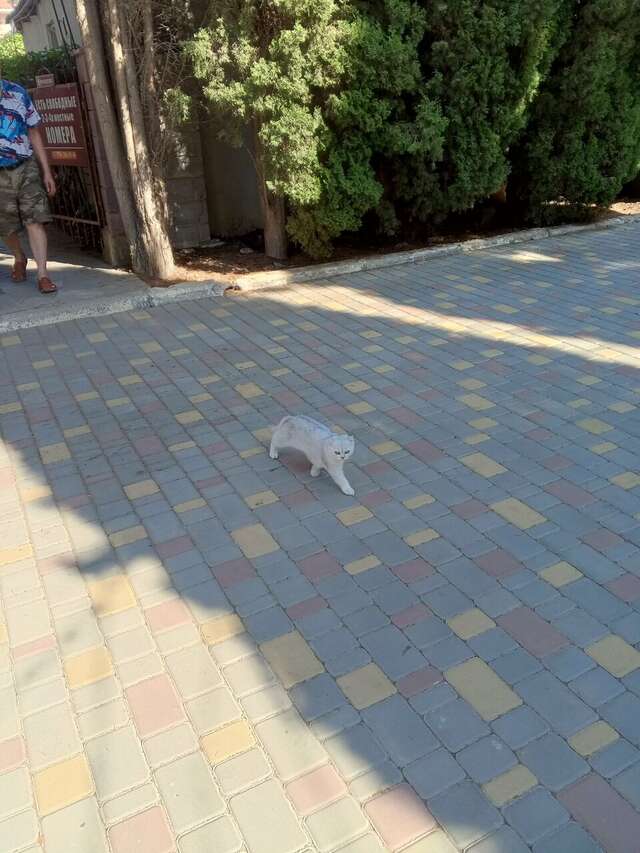 Гостиница Пансионат Орхидея Приветное-218