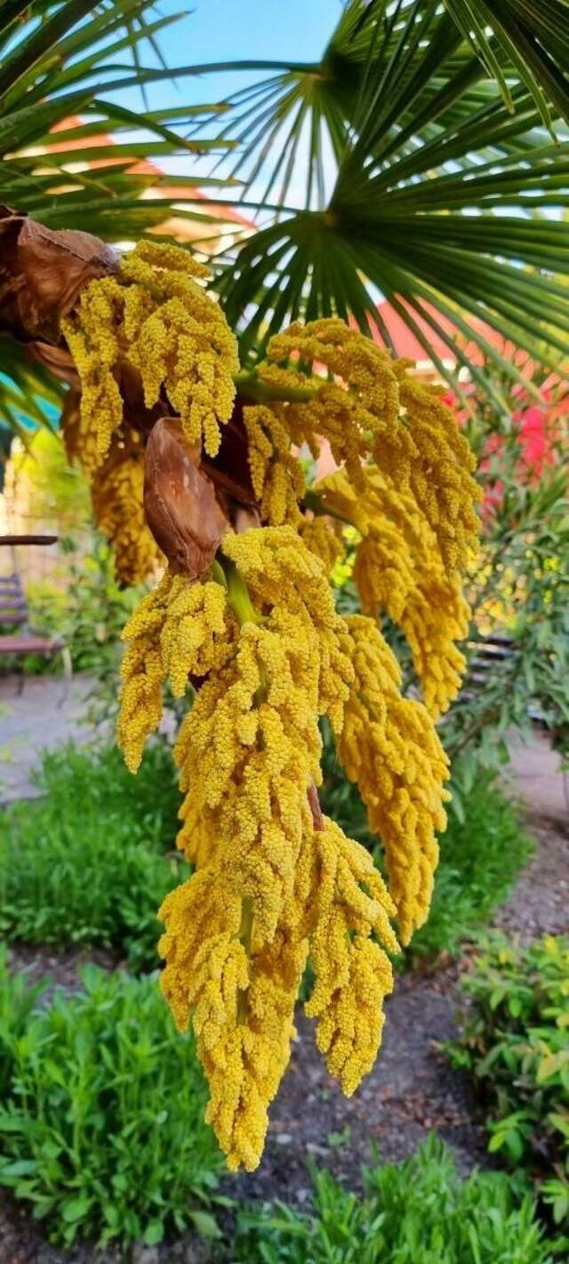 Гостиница Пансионат Орхидея Приветное-126